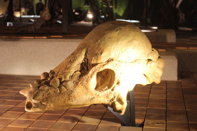 パキケファロサウルス