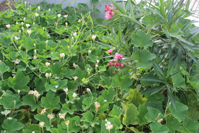 芸術館の庭の夾竹桃