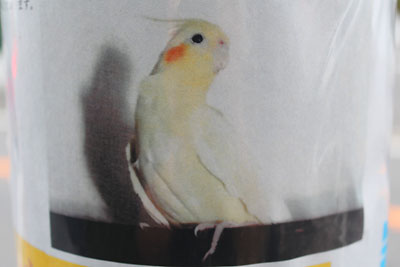 オカメインコのピーちゃん