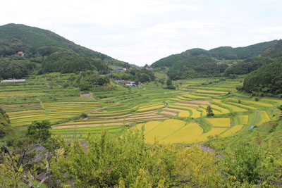 大垪和の棚田