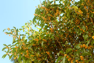 芸術館の庭の金木犀