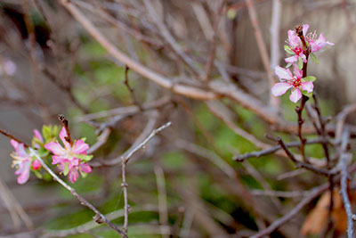 山内龍雄芸術館のニワウメ