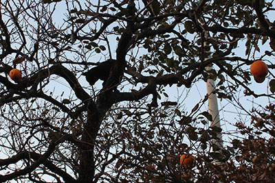 芸術館の庭の柿