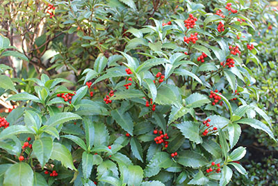 芸術館の庭のセンリョウ