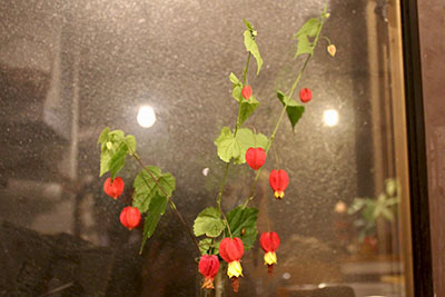 アブチロンの花