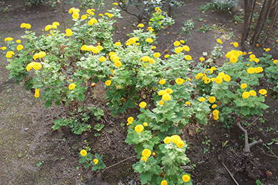芸術館の庭の菊