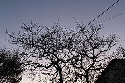 芸術館の柿の木