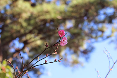 茅ヶ崎市美術館の庭の梅