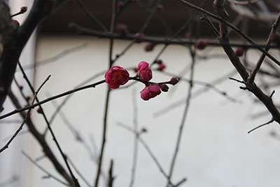 芸術館の紅梅