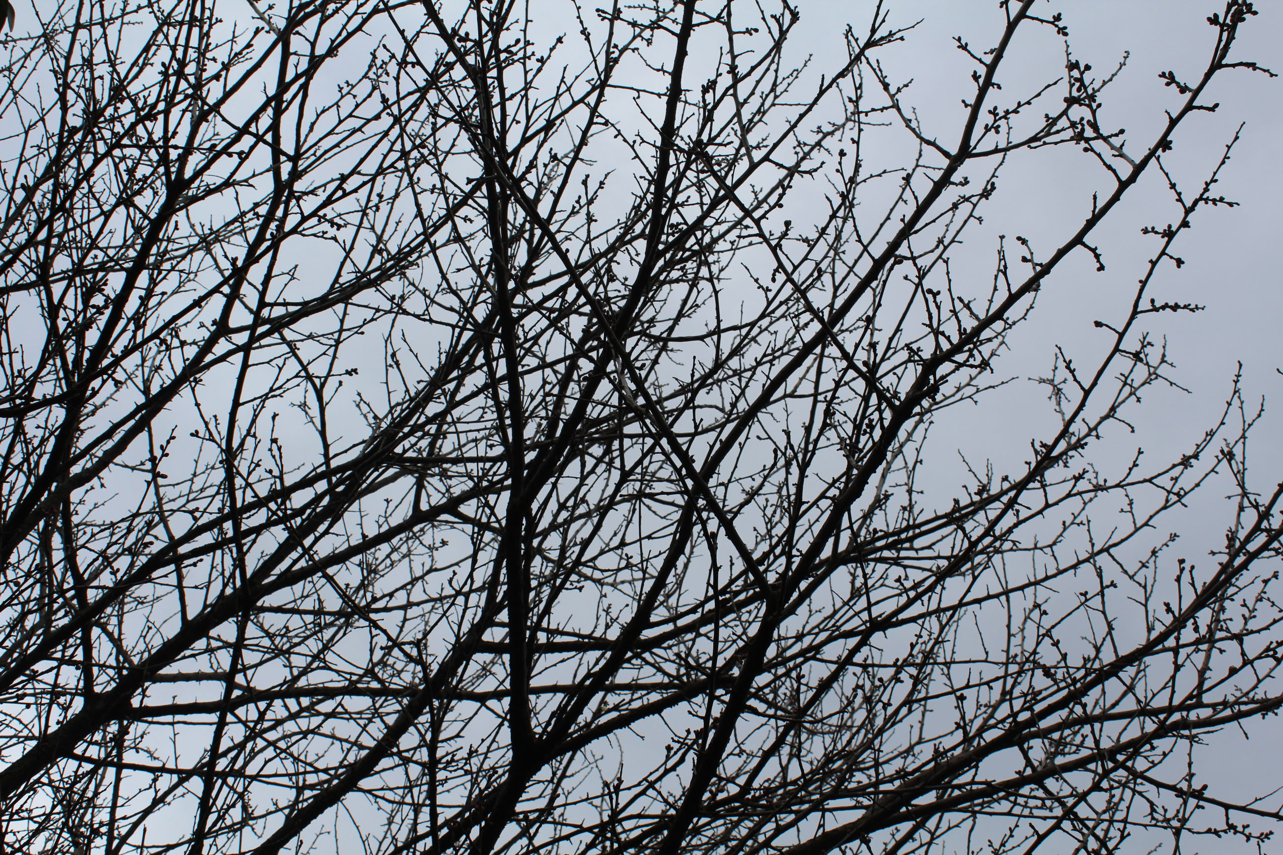 芸術館の庭の梅