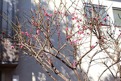 芸術館の梅