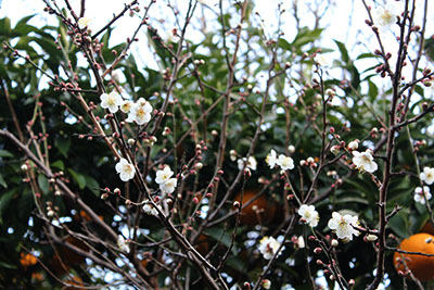 芸術館の白梅