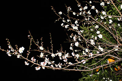 芸術館の夜の梅