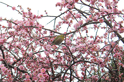 芸術館のメジロ
