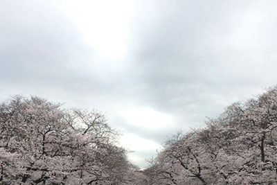 上野公園の桜