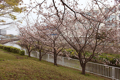 引地川の桜