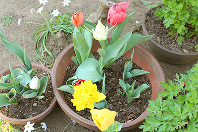 芸術館の庭のチューリップ