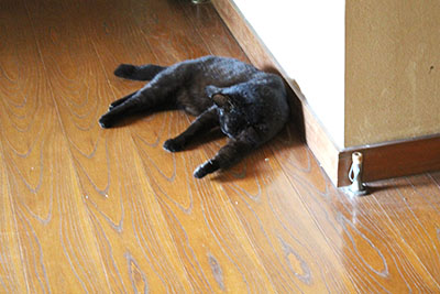 芸術館の猫クロ