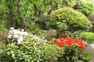 芸術館のつつじ