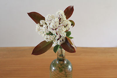 ベニカナメモチ