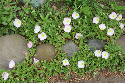 ヒルサキツキミソウ