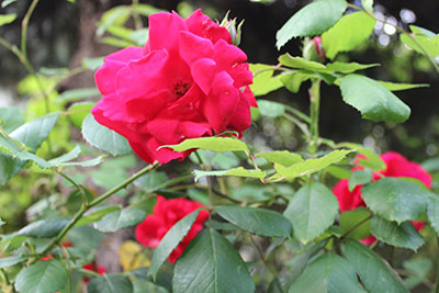 芸術館の庭のバラ