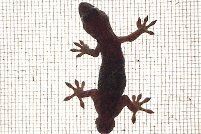 芸術館のヤモリ