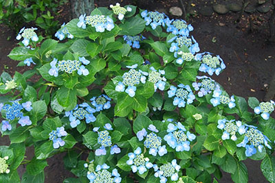 芸術館のあじさい