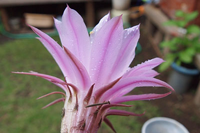 サボテンとカマキリ