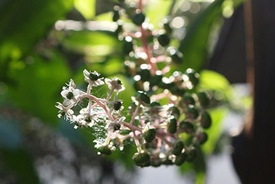 芸術館の庭のヤマゴボウ