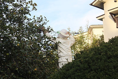 スズメバチの駆除