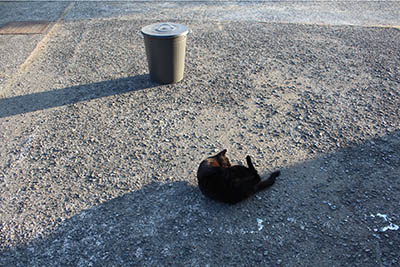 クロとゴミバケツ