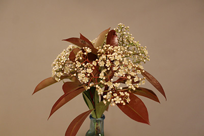 ベニカナメモチ