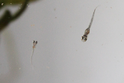 ベニカナメモチ