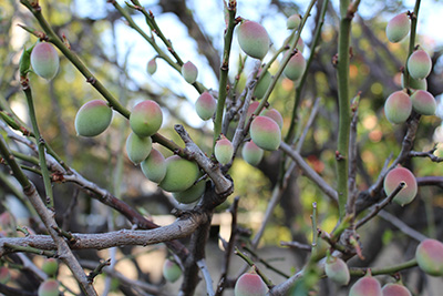 芸術館の庭の梅
