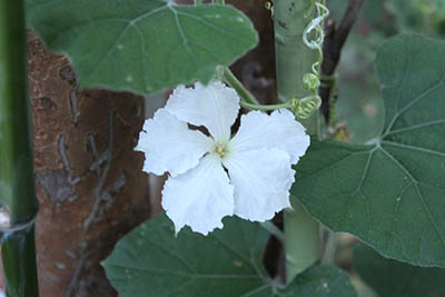 ヒョウタンの花