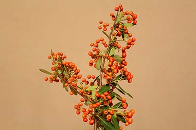 トキワサンザシ