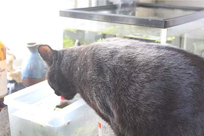 猫がめだか水を飲む