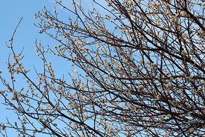 東京都現代美術館