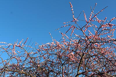 枝垂れ梅