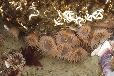 イソギンチャク