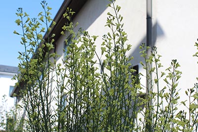 ブロッコリーの花