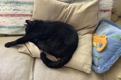 クロとタツノオトシゴ