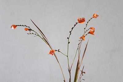 ヒメヒオウギスイセン