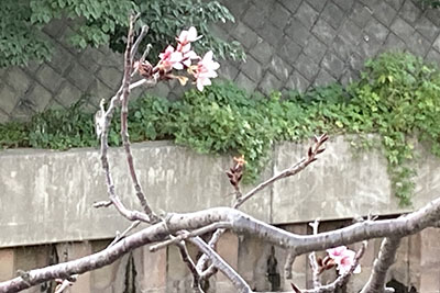 桜