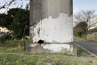 大庭のクロちゃん