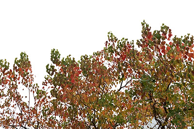 紅葉