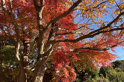 紅葉